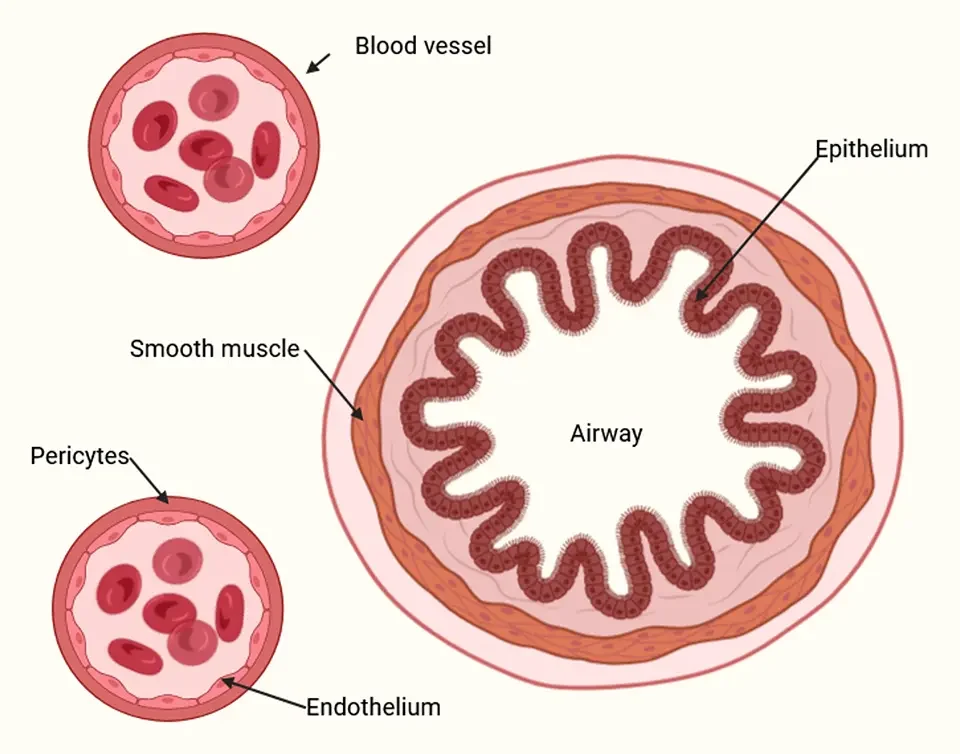 lung structure